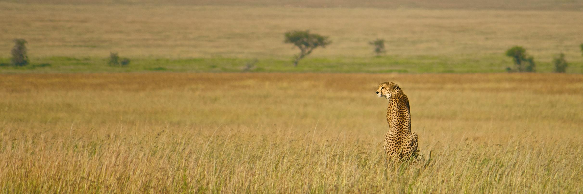 Antony Kuzmicich banner