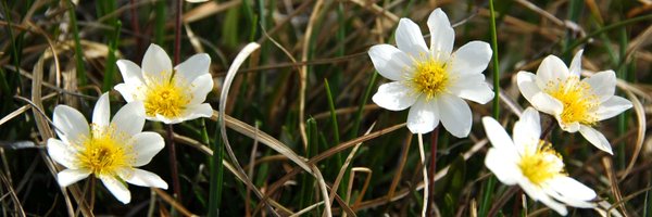 PollinatorWatch Profile Banner