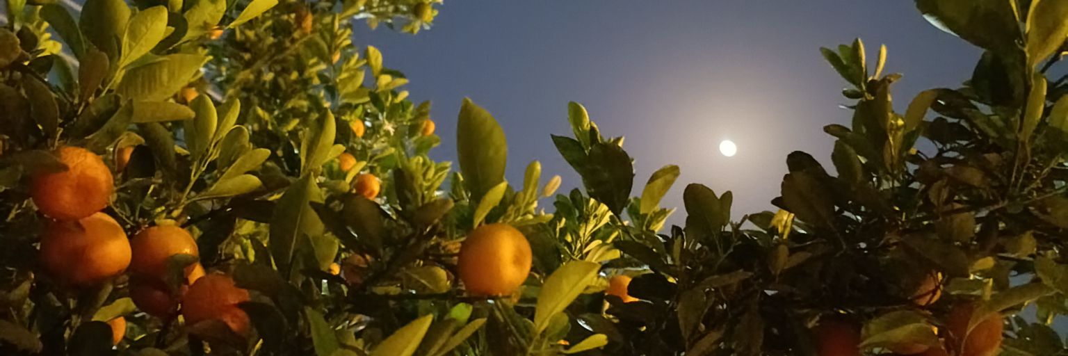 𝒪𝓂𝑜𝓃𝓈𝒽𝒶's banner
