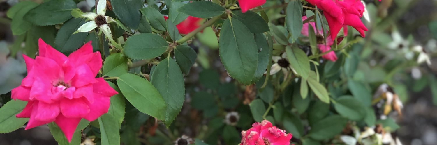 RaeLundy1's profile banner image
