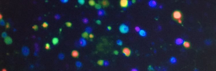 Dr. med. Caroline Perner banner