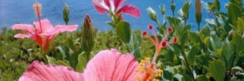 Basmaa75950835's profile banner image