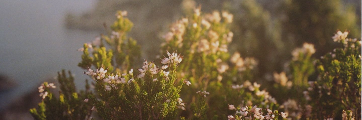 jessiknas's profile banner image