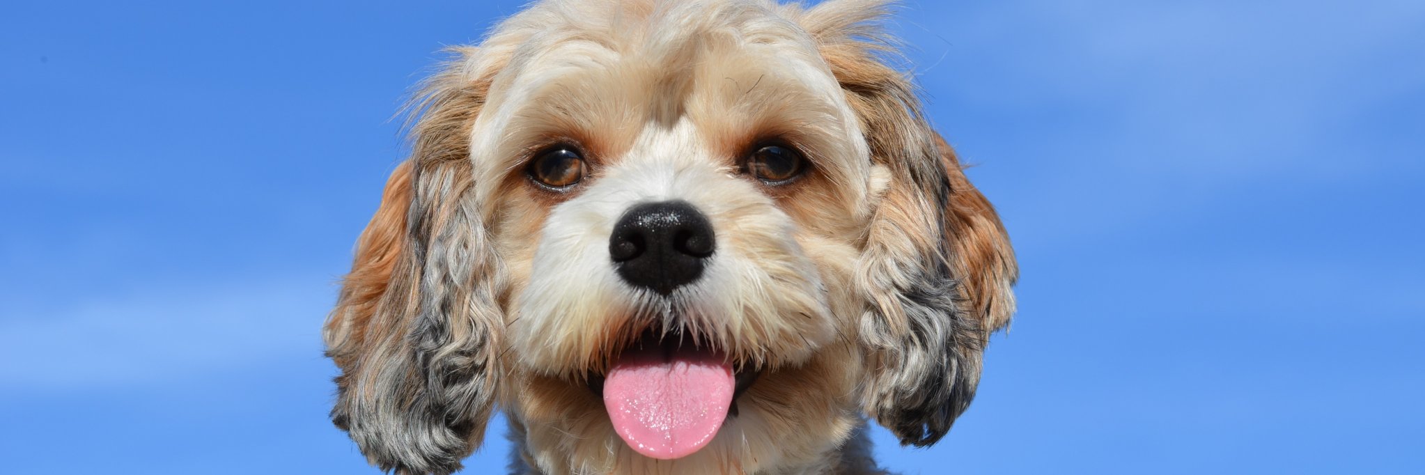 JenLovesPets's profile banner image