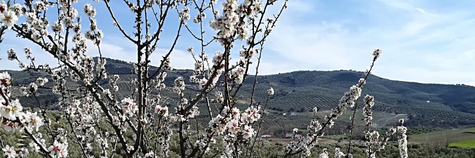 Catalina Guzmán banner