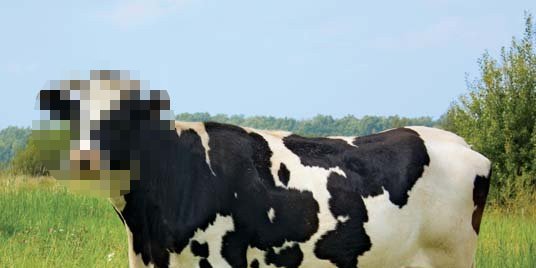 Fernando G. Farré banner