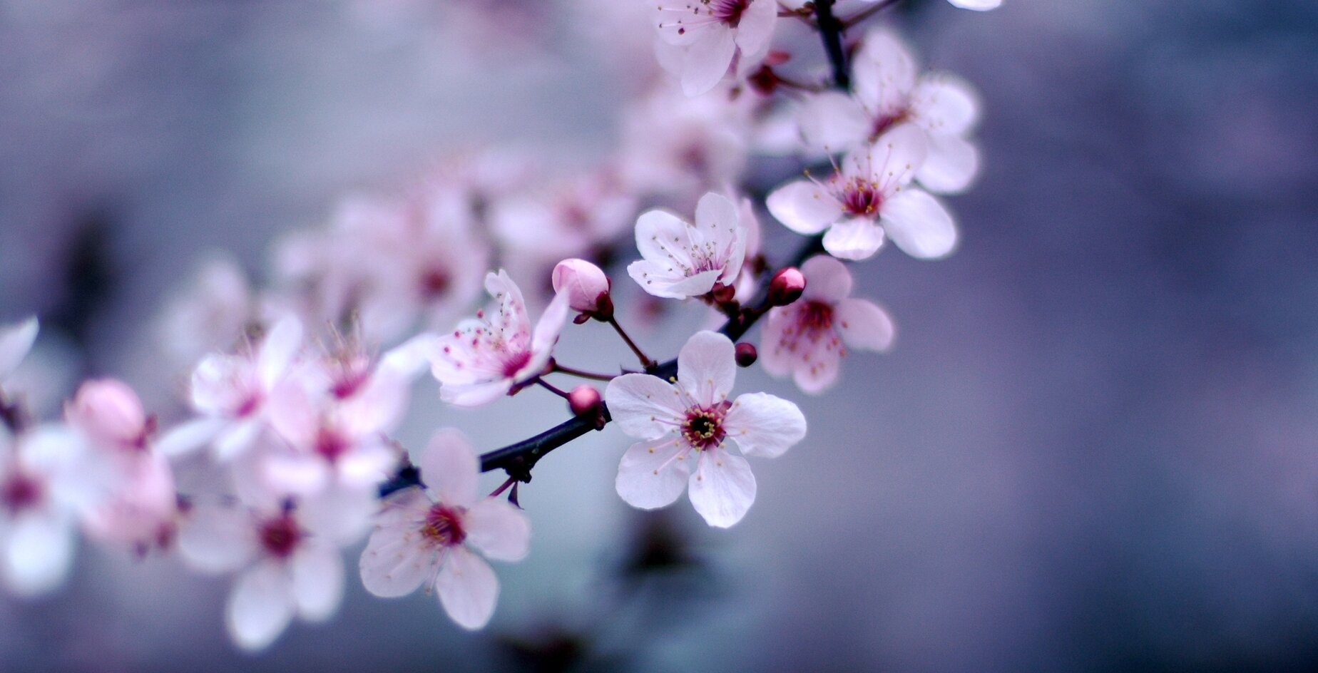 J. banner