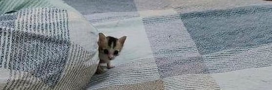 Daily Kittylou's banner