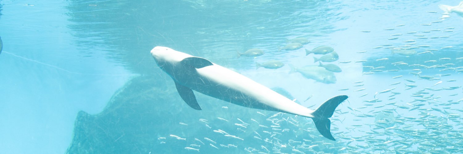 さえりーな banner