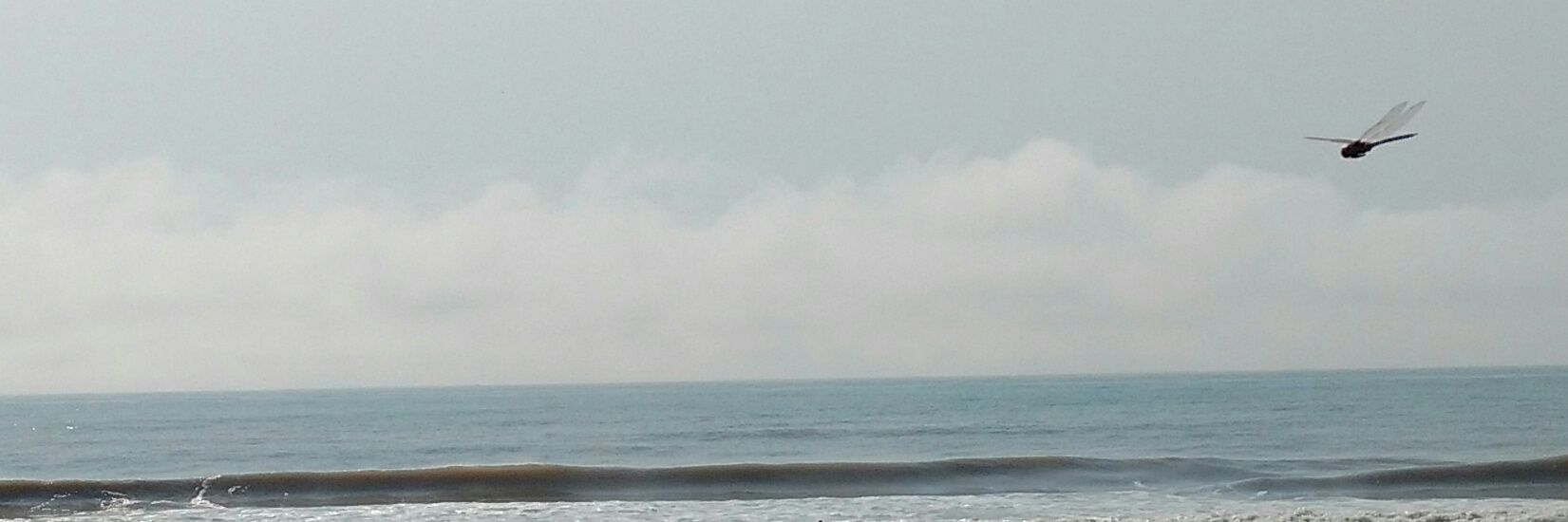 Antía ⭐⭐⭐ banner