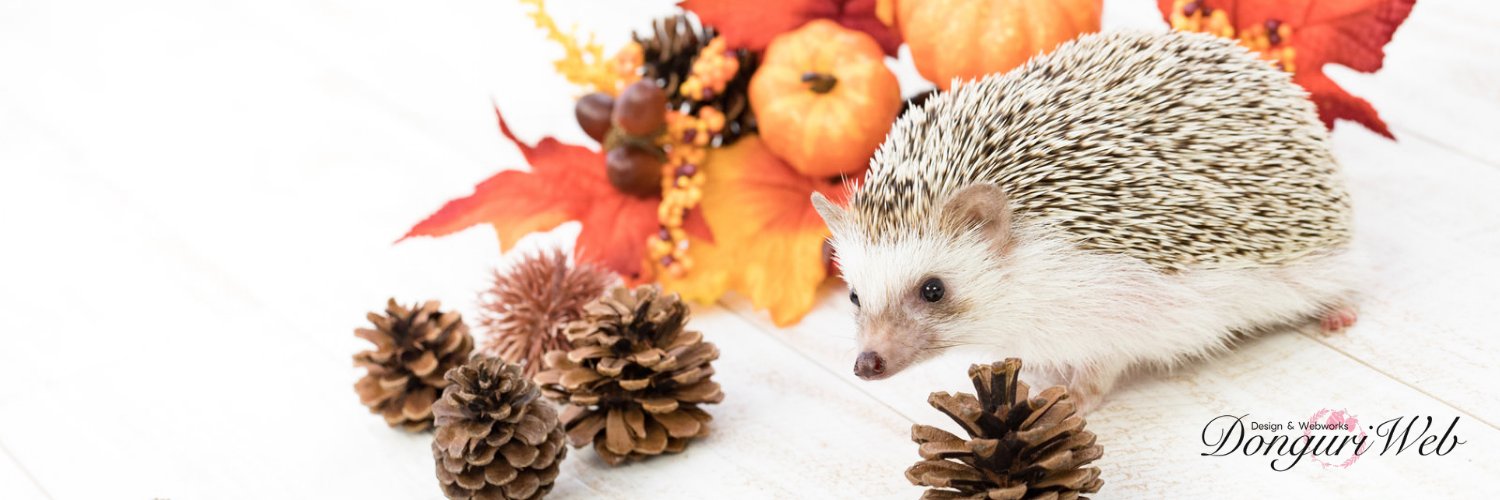 どんぐり所長 banner