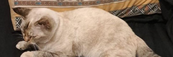 sadmeyong Profile Banner