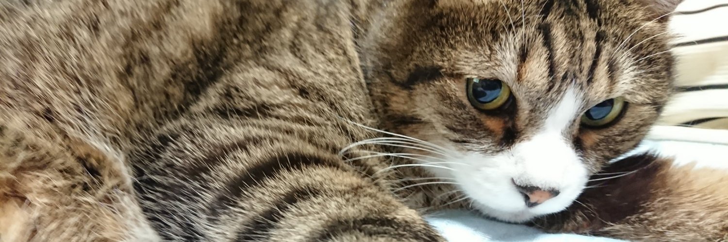 🐱どれいＳ/五畳家 banner