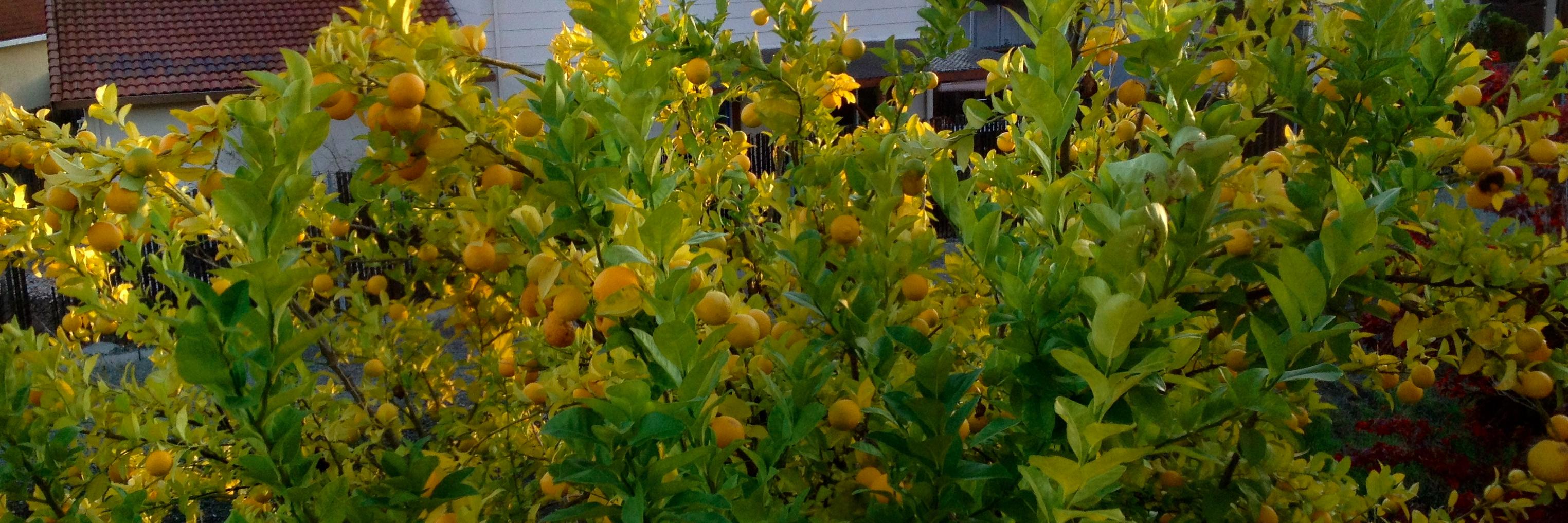 Aeshna Badruzzaman banner