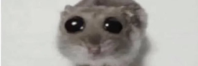 Meowtfits banner