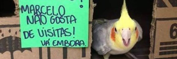 fora tadeu banner