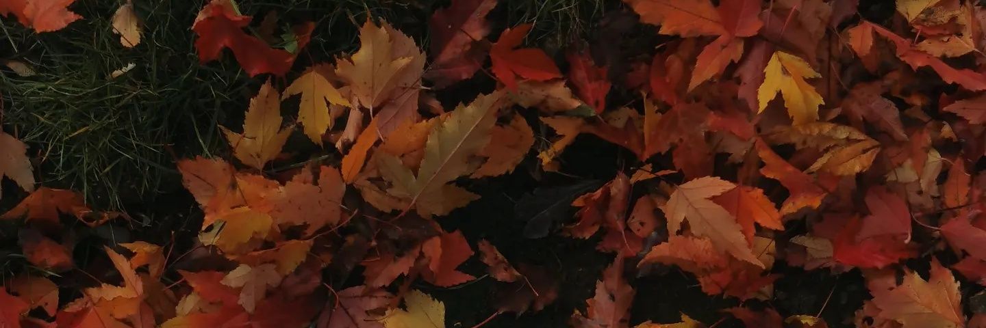 meggie banner