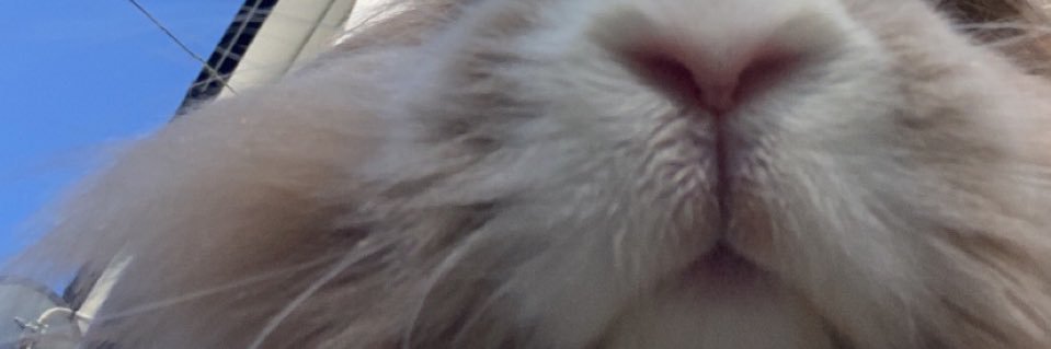 nicolepeline's profile banner image