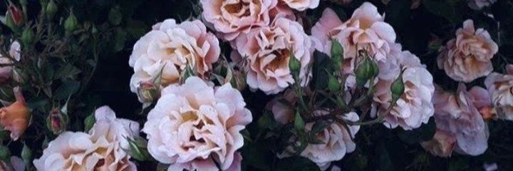 Ana__Torress's profile banner image