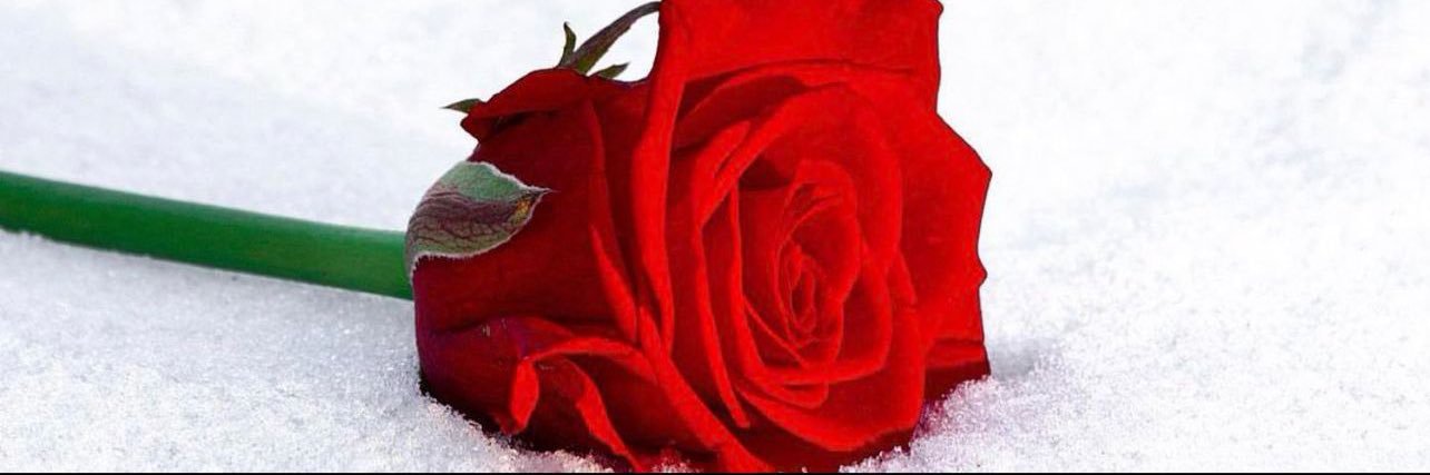 ℱℴℴ𝓏 banner