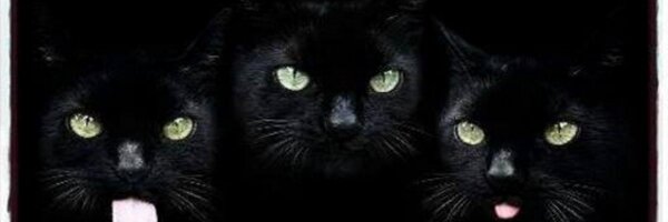 Witschy Profile Banner