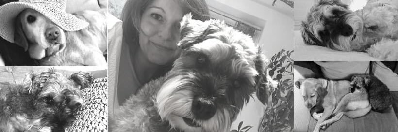 Little Bear Dog banner