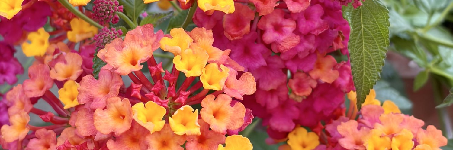 Michell89971437's profile banner image
