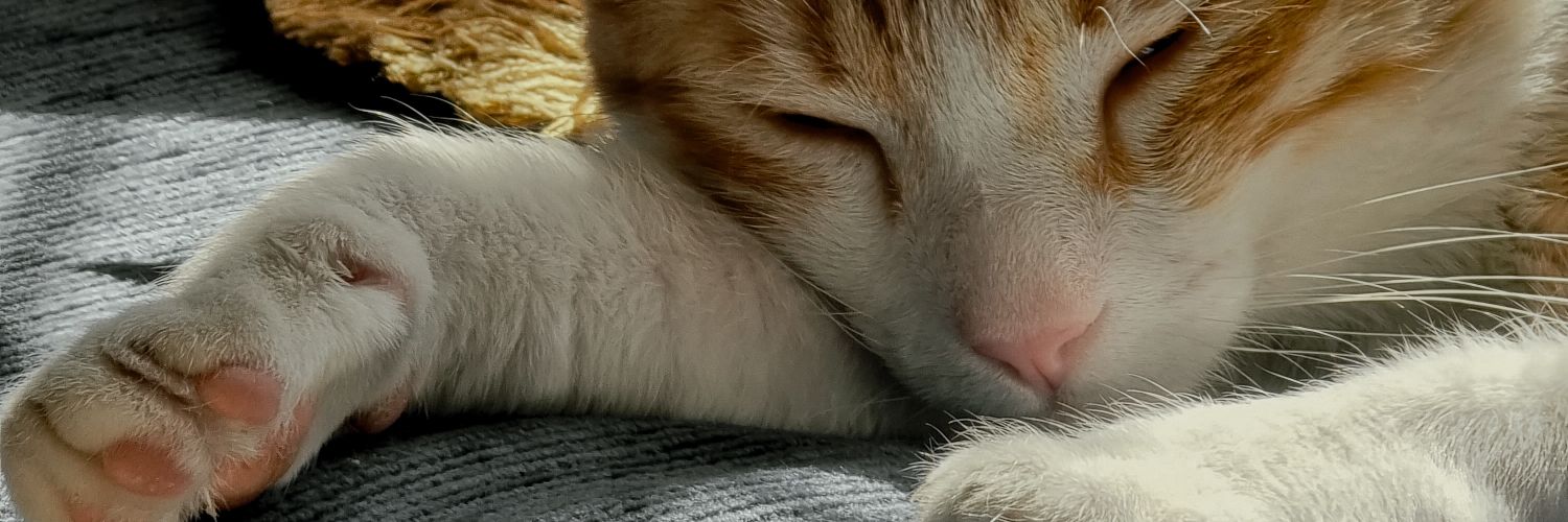 Gabriel Calanche banner