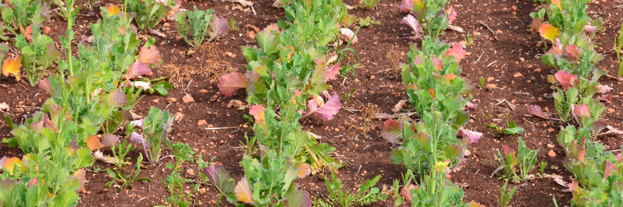 Rob Mikkelsen banner