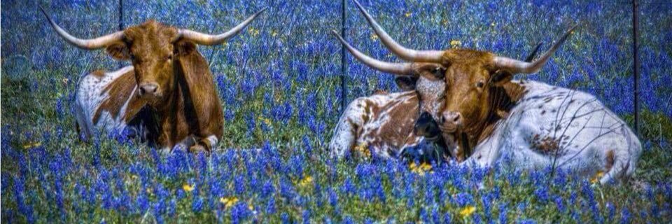 SeasonPlanner's profile banner image
