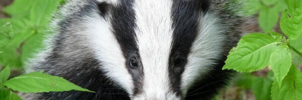 scottishbadgers Profile Banner