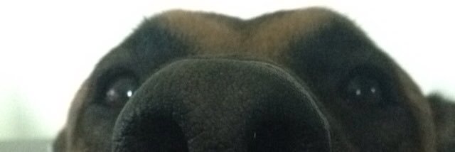 Alexia banner