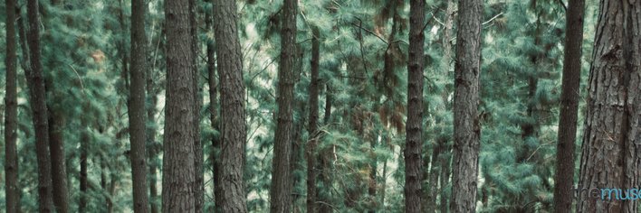 kflammang's profile banner image