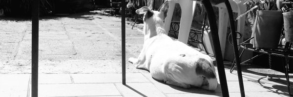 Pandita_pandota Profile Banner