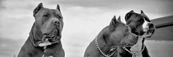 cryptopitbull9 Profile Banner