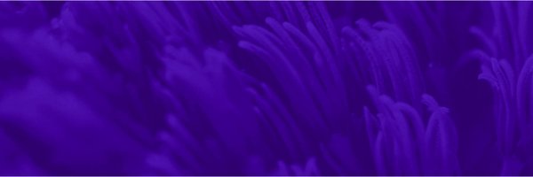 calyxai Profile Banner