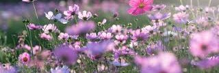 Jimena Patricia banner