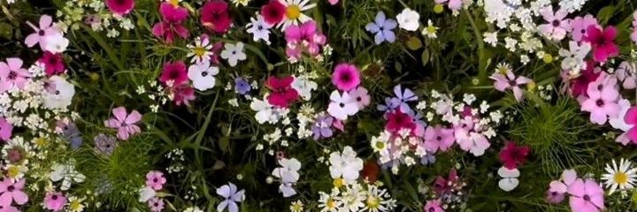 DulceeTO's profile banner image
