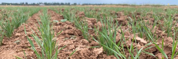 TAMUWeedNinjas Profile Banner