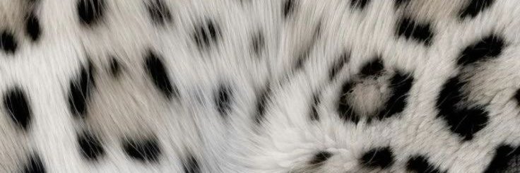 spiderbela's profile banner image