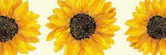 yumi_rozan's profile banner image