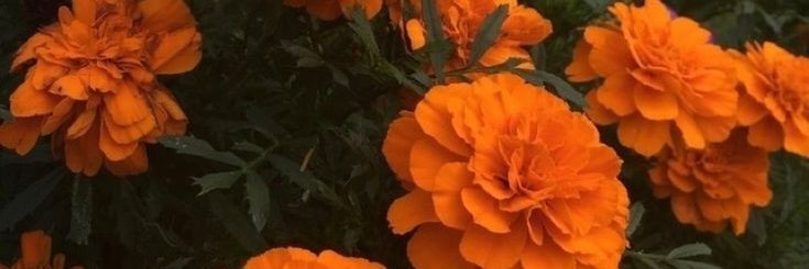 WellIsCart's profile banner image