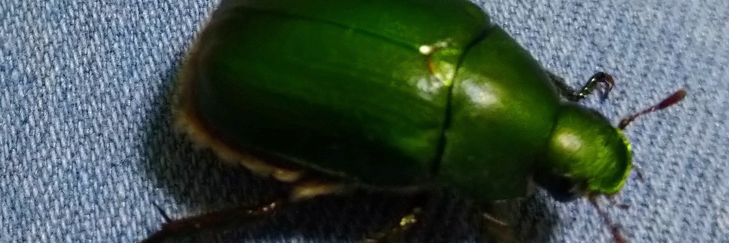 とろろいも banner