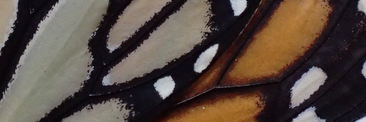 WFSU Ecology Blog banner