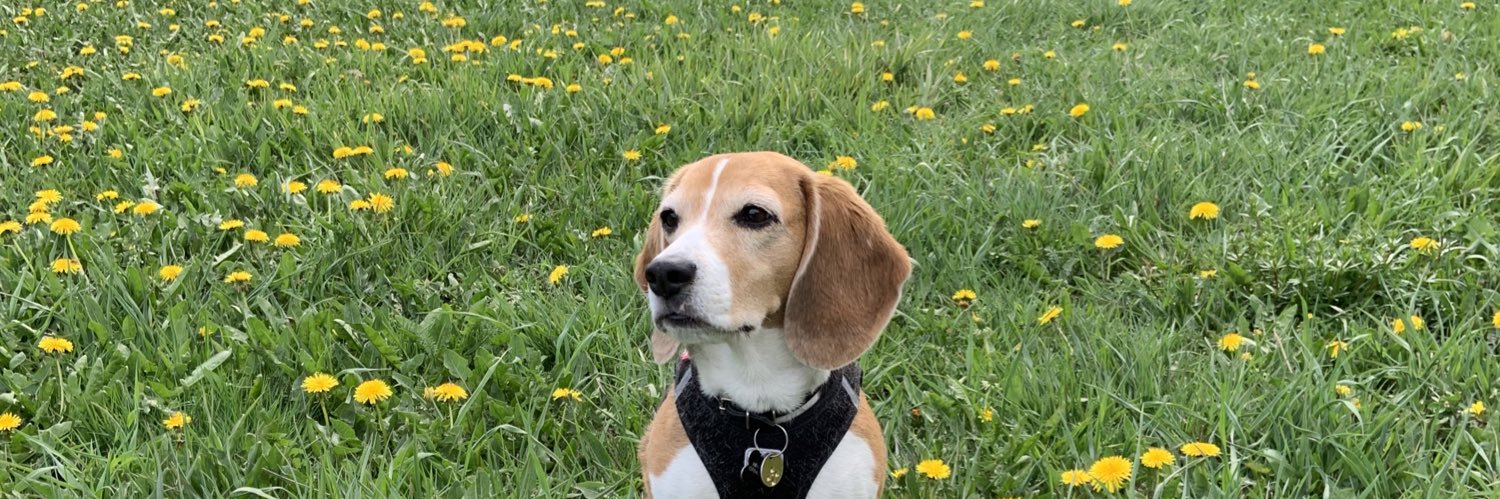 BeagleAdele's profile banner image