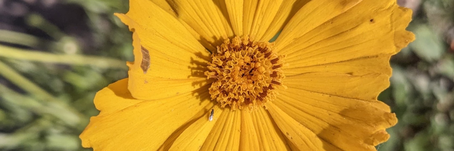 r banner