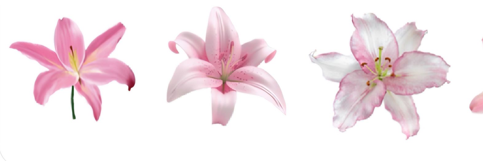ZeynneppKara's profile banner image