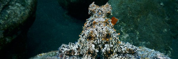 CephRes Profile Banner