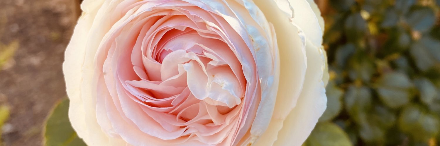 Linazhao128's profile banner image