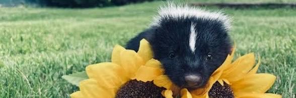 skunklova's profile banner image